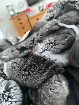 Furdale online show from April 22, 2026, 3:13 pm