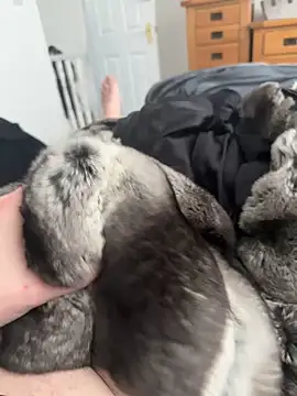 Furdale online show from April 25, 2026, 3:09 pm