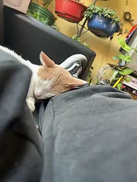 Lilmarieee online show from February 24, 2025, 4:15 pm