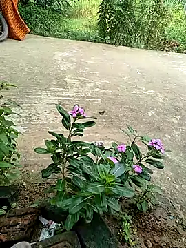 COUPLLE VILLAGE online show from September 19, 2025, 2:35 am